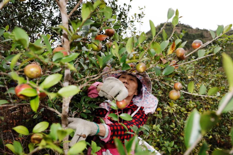 广东油茶再迎丰收大年预计产量超22万吨同比增35