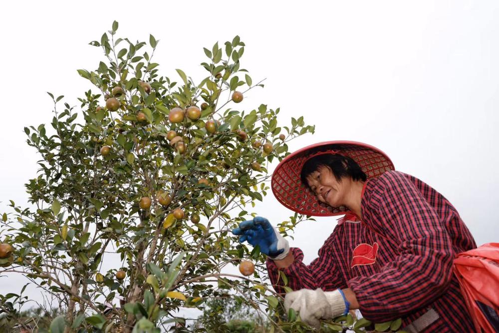 广东油茶再迎丰收大年预计产量超22万吨同比增35