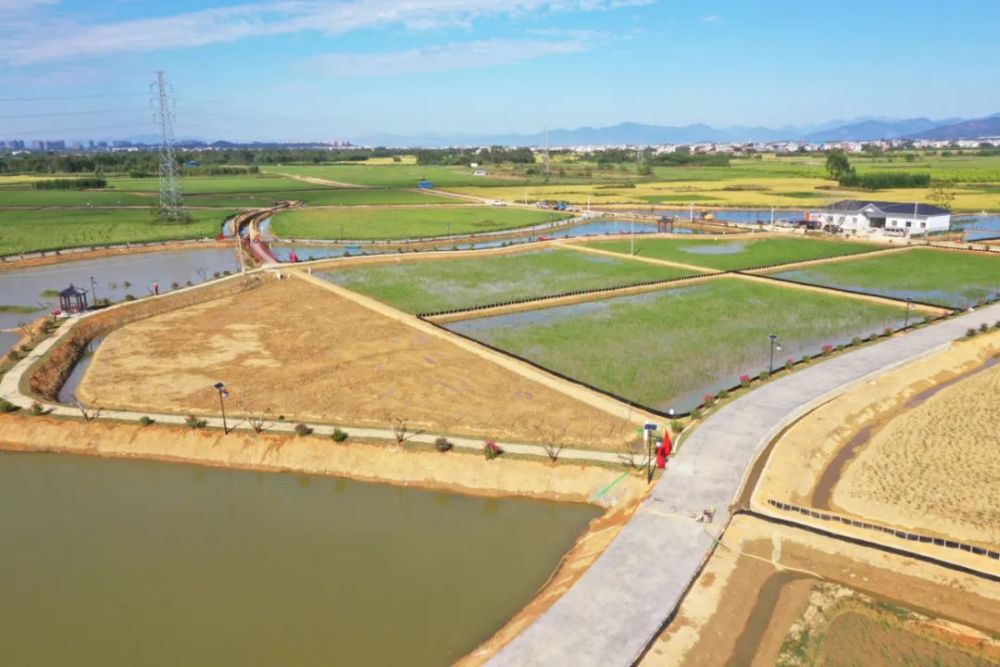 这个位于平南县东华镇的稻虾综合种养核心示范区初成亮相啦