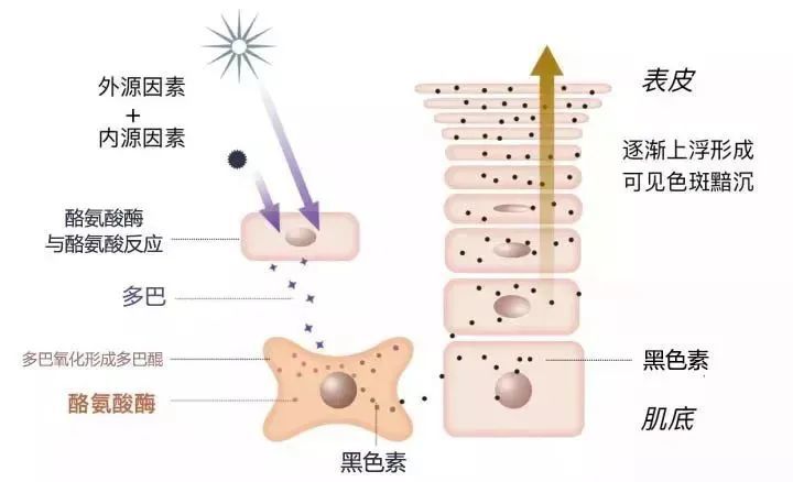 二,黑色素形成过程