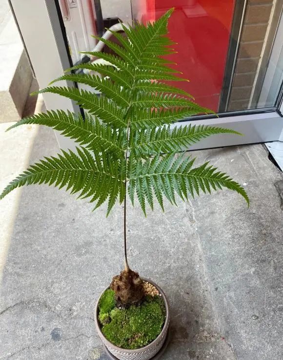 网红绿植金毛狗国家二级保护植物不要挖掘不要购买