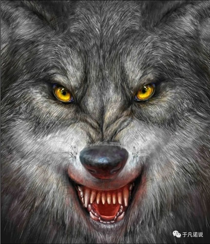 据说这只大恶狼比一头熊还大,有一张血盆大口,它的爪子锋利无比,一颗
