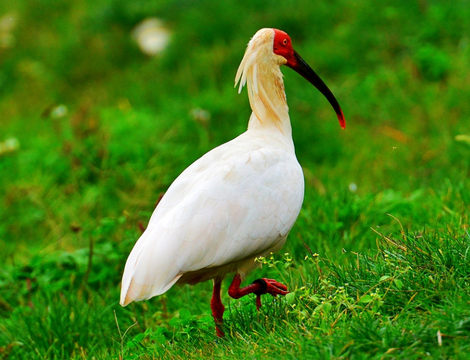 朱鹮实际上在日本是国鸟,但是日本该国的野生植物朱