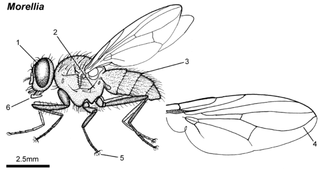 苍蝇凭啥能在光玻璃上竖着走?真相是恶心但没料到这么高级