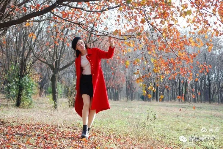 高清:初冬,芦苇旁的红衣女子