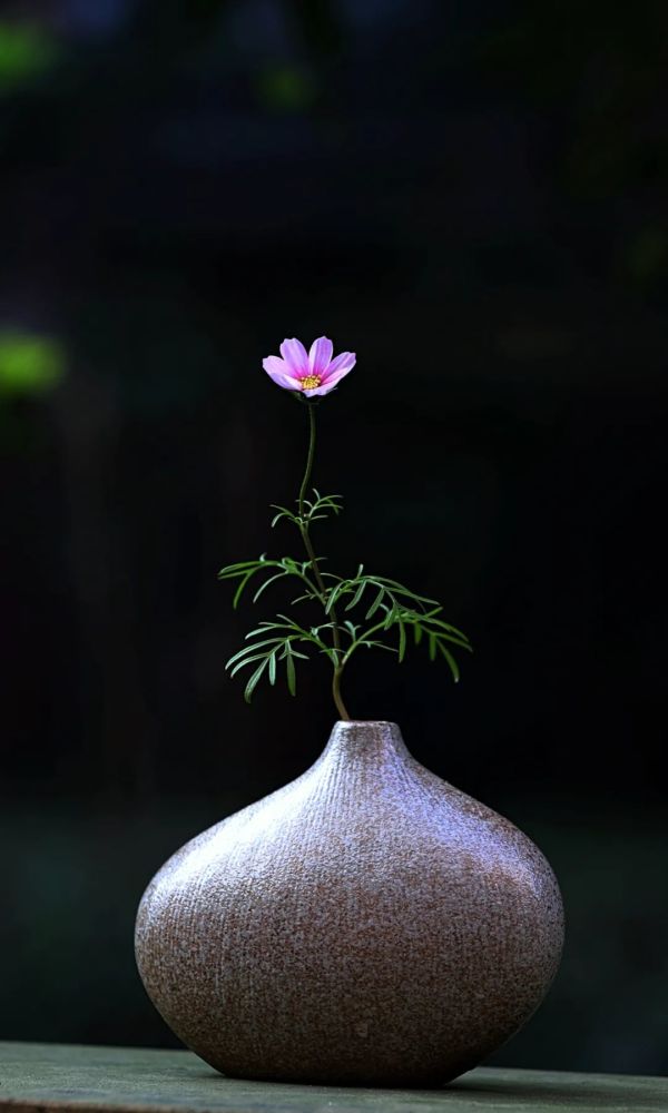 拈花惹草,让生命更加美好_腾讯新闻