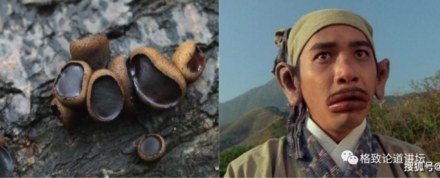 引起光过敏性皮炎:污胶鼓菌(猪嘴蘑)