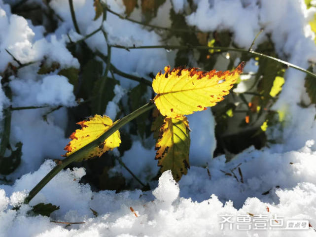 披红戴绿大明湖