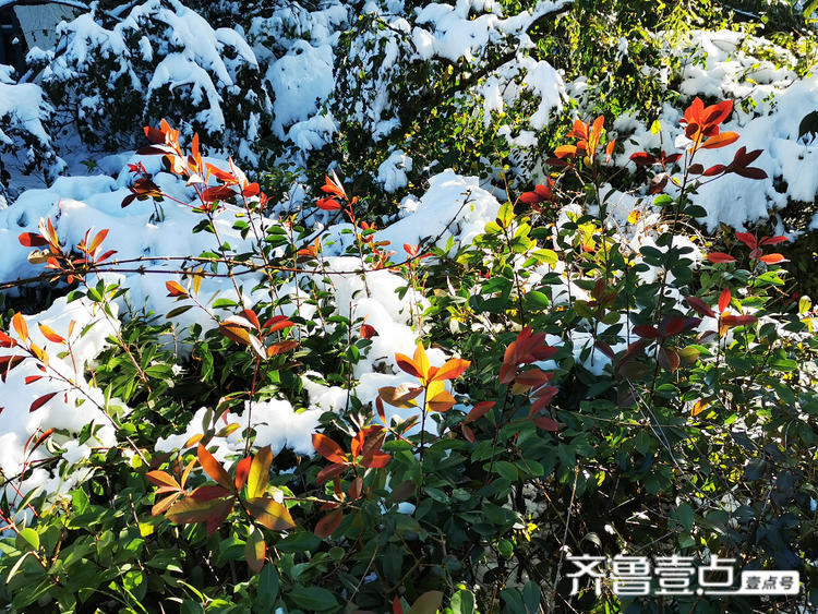 披红戴绿大明湖