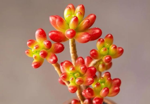 虹之玉爆盆越养越红诀窍