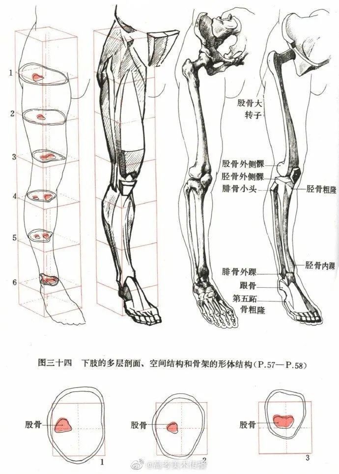 插畫教程人體軀幹四肢骨骼太乾了碼回去練習