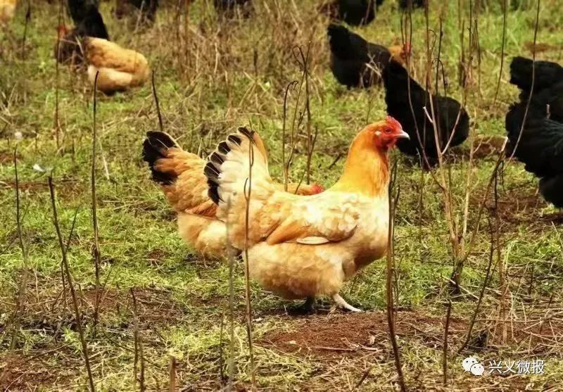 兴义市矮脚鸡养殖标准化示范区通过,2021年度监督检查