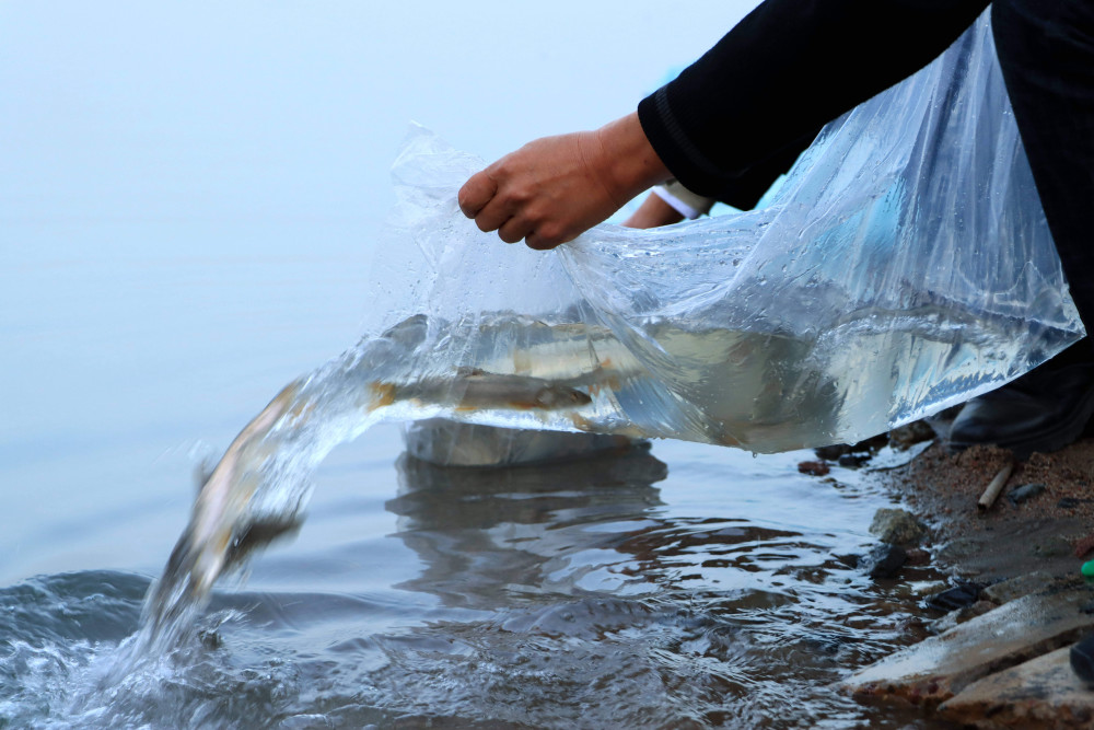 俗称大头鱼,是我国特有的仅分布于新疆塔里木河流域的珍稀土著鱼类