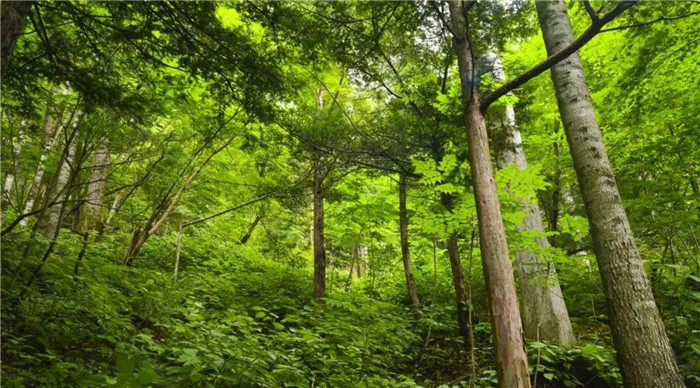 紫杉深处觅仙踪 可以"呼吸"的森林小镇 正等你一道 呼吸千年之精华_腾