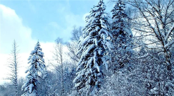 紫杉深处觅仙踪 可以"呼吸"的森林小镇 正等你一道 呼吸千年之精华_腾