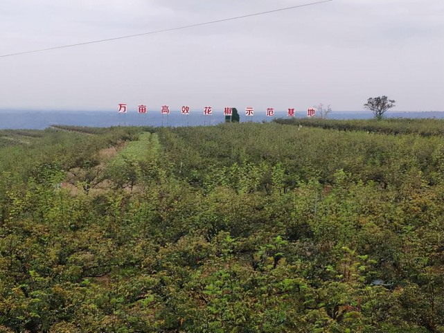 陕西韩城市万亩高效花椒示范基地 图片来源:中国日报网