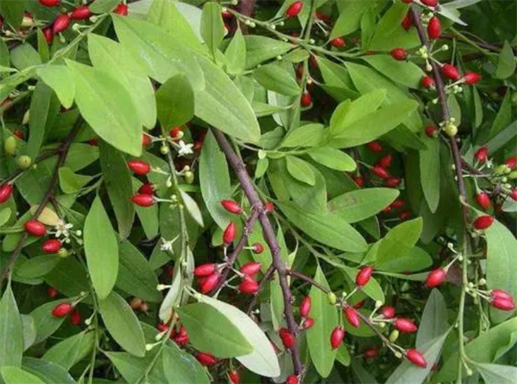 古柯主要种植在哪里在拉丁美洲云南和台湾也有私自栽种违法