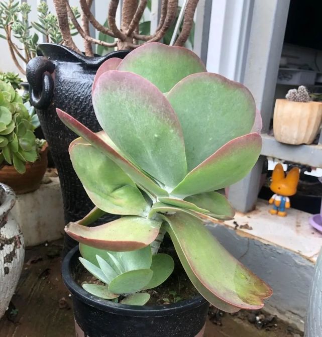 在多肉植物的大家族中唐印这个品种属于偏大型的,我见过最大的唐印