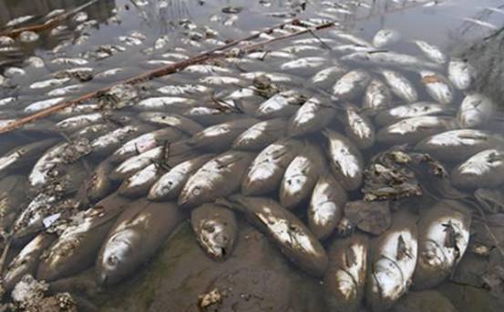 是日本倾泄核废水的结果?还是海水遭到污染?