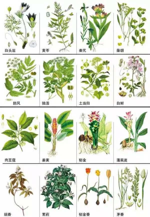 九大抗癌中草药