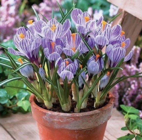 6种好看不怕冷的花,大雪过后照样妖艳,现在养一盆正当时