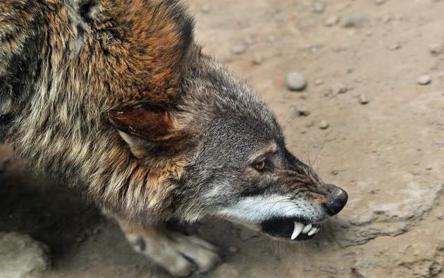 外婆在峡谷遇狼被年轻人带大灰狗偶然解救再见面时已上了花轿