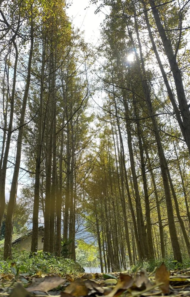 犍为的这个村庄藏着一个金色的童话世界!