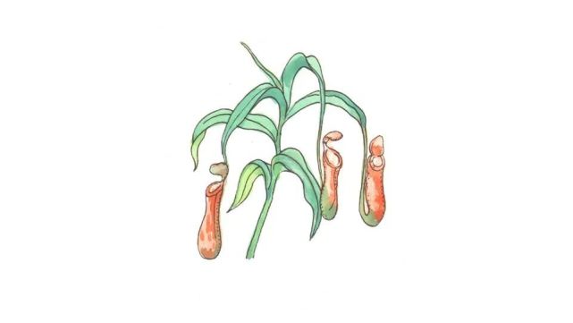 神奇大自然它们都叫猪笼草