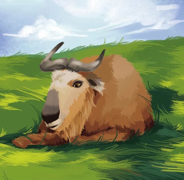 人与自然和谐共生教育:羚牛(下)