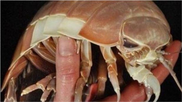 盗墓笔记中的尸蟞到底是什么虫子世界上真的存在吗