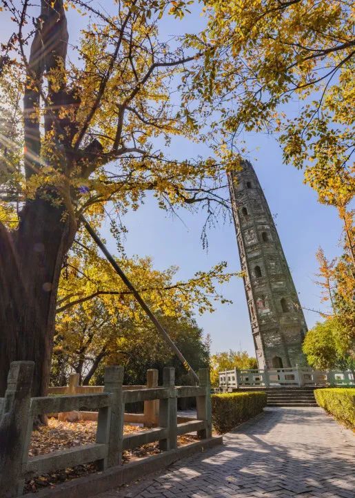 桂花传递着秋天的讯息,馥馥郁芬芳香气栗颈凤鹛秀道者塔铺展开来在