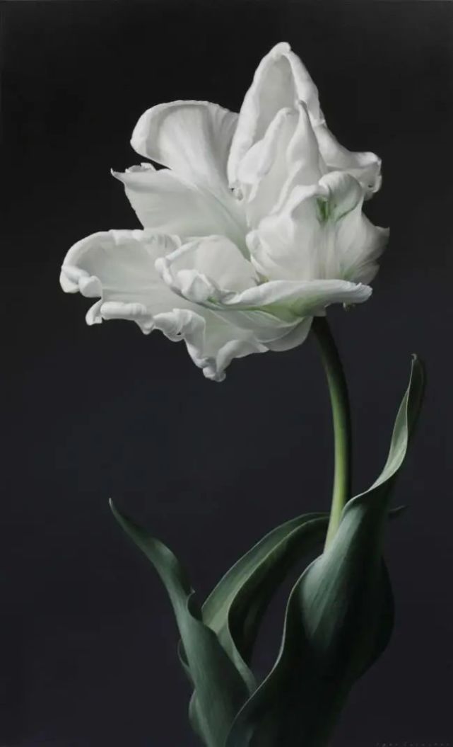 超写实艺术家笔下的花卉,不仅是一幅画,更像独特性格的"肖像"!