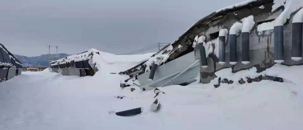 辽宁雪灾致640.50万头(只)畜禽死亡_腾讯新闻