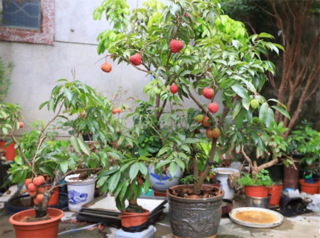荔枝种子怎么种盆栽要点不是很难南方地区成活率高