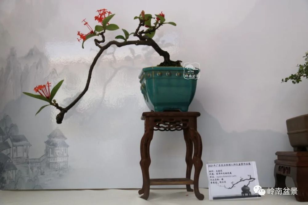 榜上有名盆景班学员获奖作品展示
