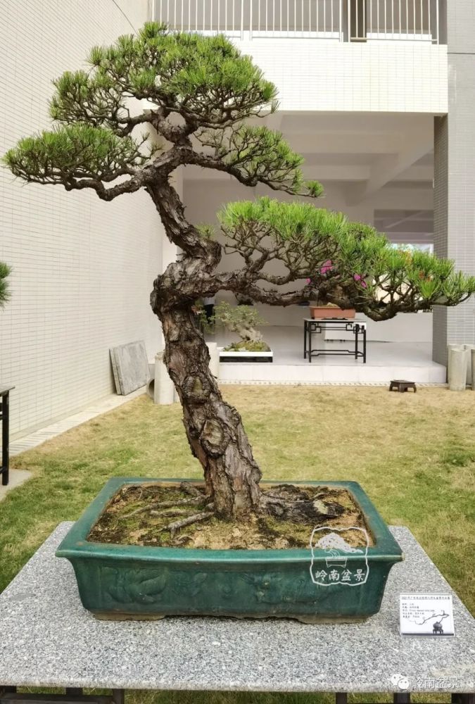 榜上有名盆景班学员获奖作品展示