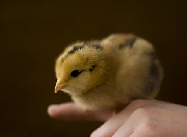 创意课程 || 小鸡宝宝