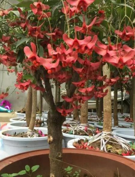 此花号称"摇钱树",满树红果真好看,吉祥美满寓意好,值得拥有