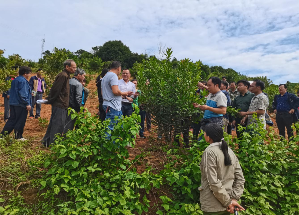 改革优化两个环境干部干事环境宁明县亭亮镇三个注重培育乡村人才助力