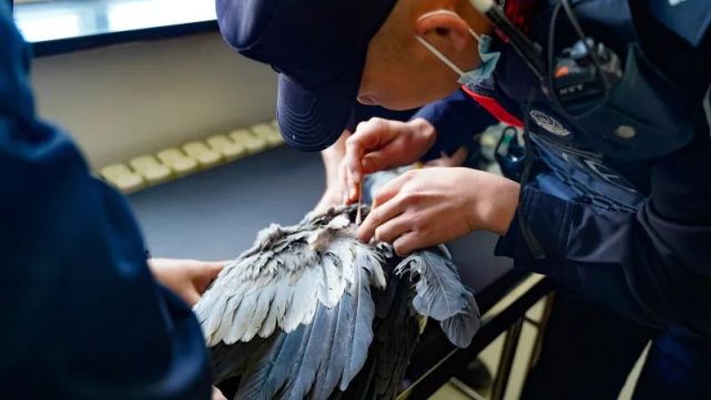 随后,民警对该苍鹭伤口处进行了简单的消毒包扎,并与辖区动物保护站