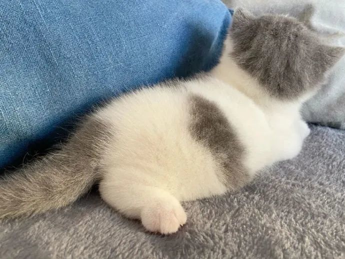 谁能拒绝会劈叉的小猫咪呢