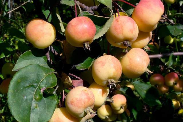 ƽҹppt_ʥƽҹ_ƽҹƻ