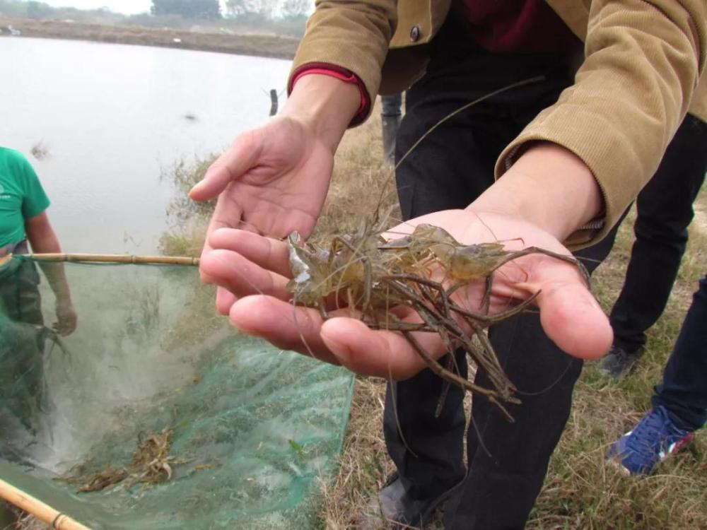 青虾养殖池水质调节技术