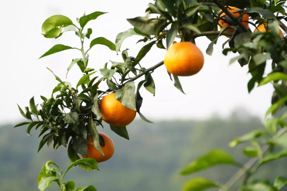 皮薄多汁甜如蜜彭山的柑橘我也就心动了999次