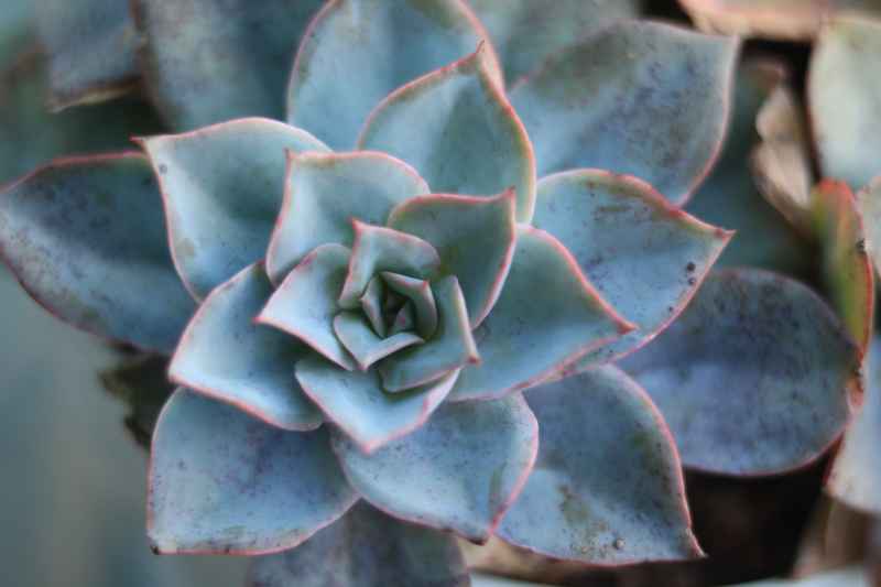 「薄荷」echeveria suleika 景天科拟石莲花属多肉植物,钢叶莲和