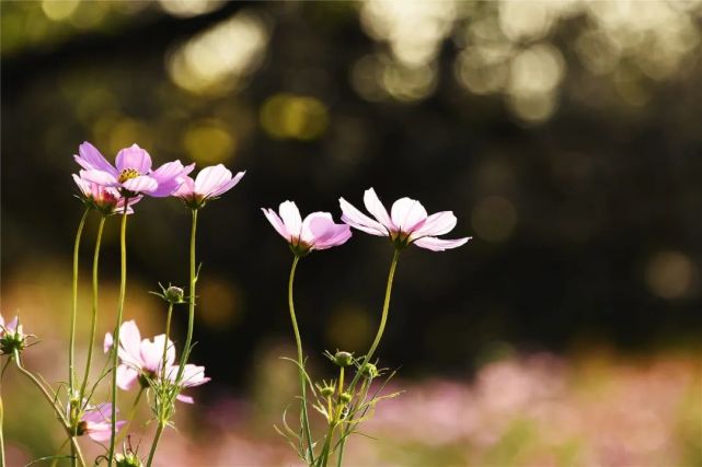 佛說一念花開一念花落