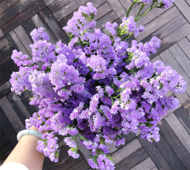 象征着友谊的植物这8种美丽花卉你给好友送过吗