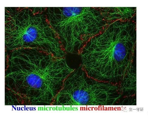 細胞骨架微絲微管(microtubule)★★71【結構】由 13 根微管蛋白二