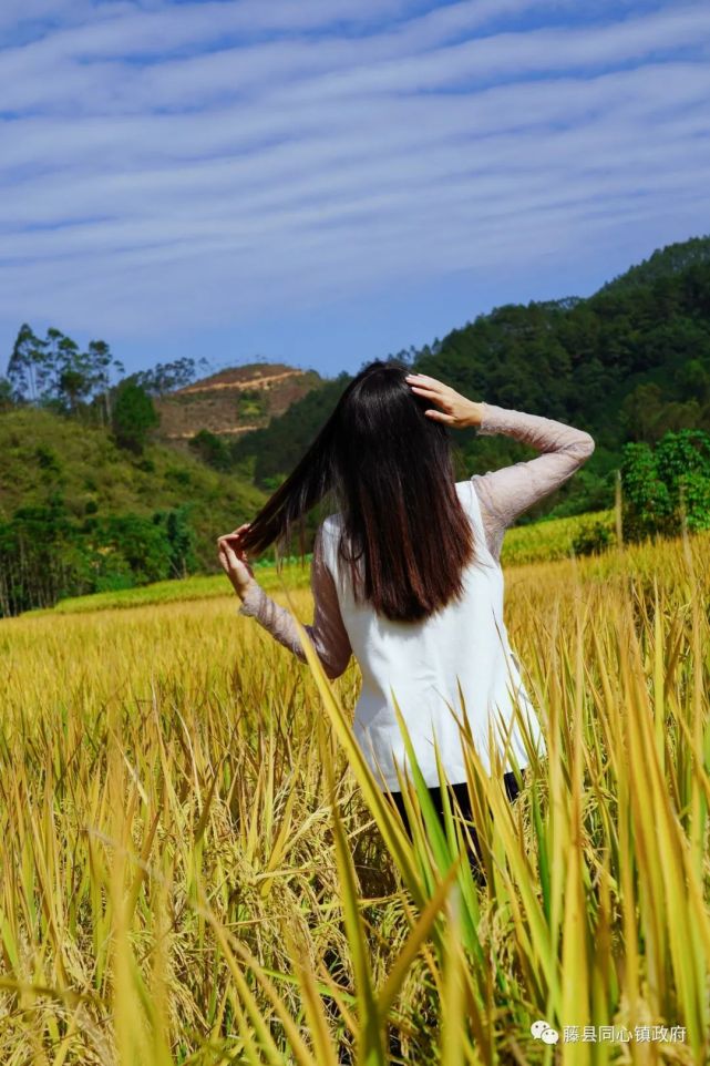 每到这个时候,很多藤县的靓女奔赴田野