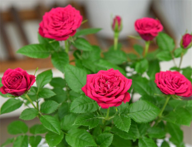 盆栽玫瑰花种植方法与技巧,总结实在,管用,适合新手来学习